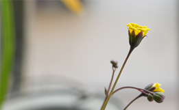 室內(nèi)靜物拍攝常用參數(shù)